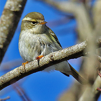 Yellow-browed Warbler