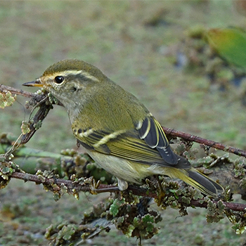 Yellow-browed Warbler