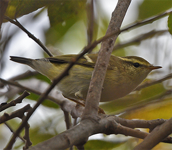 Yellow-browed Warbler