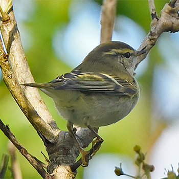 Yellow-browed Warbler