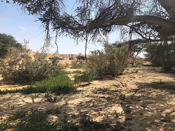 Acacia scrub, Iddan