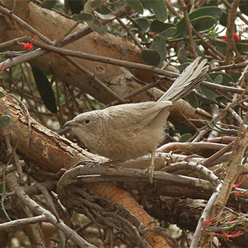 Arabian Babbler