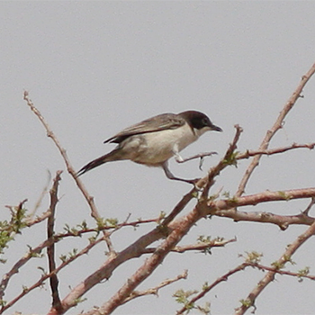 Arabian Warbler