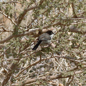 Arabian Warbler