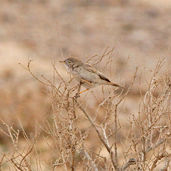 Asian Desert Warbler