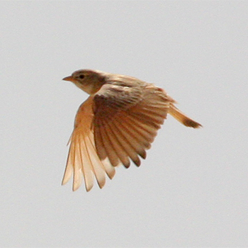 Bar-tailed Lark