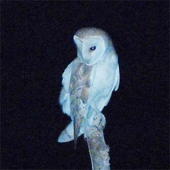 Barn Owl