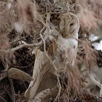 Barn Owl