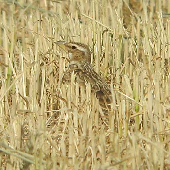 Bimaculated Lark