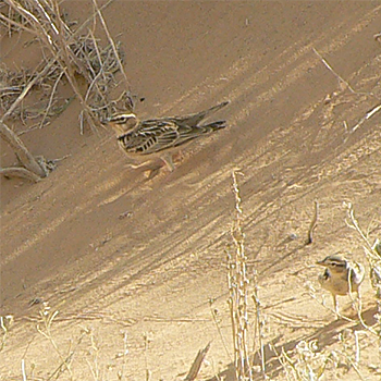 Bimaculated Lark (left) and Greater Short-toed Lark