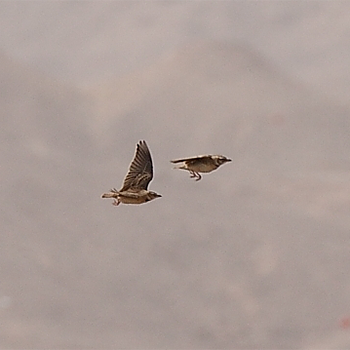 Bimaculated Larks
