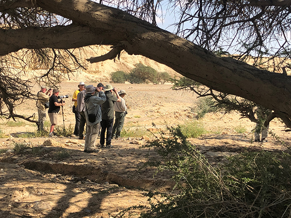 Birdfinders' group watching Masked Shrike