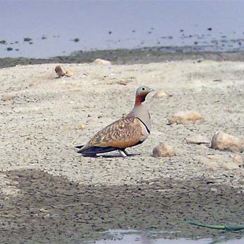 Black-bellied Sandgrouse
