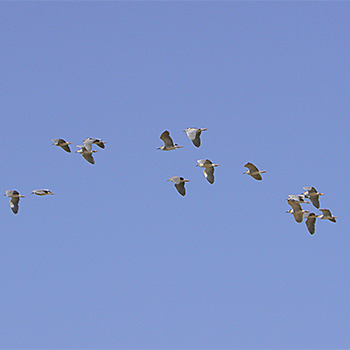 Black-crowned Night-herons