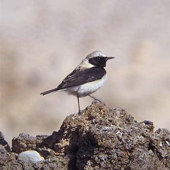 Eastern Black-eared Wheatear