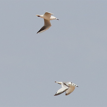 Black-legged Kittiwake and Slender-billed Gull