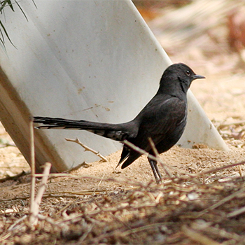 Black Scrub-robin