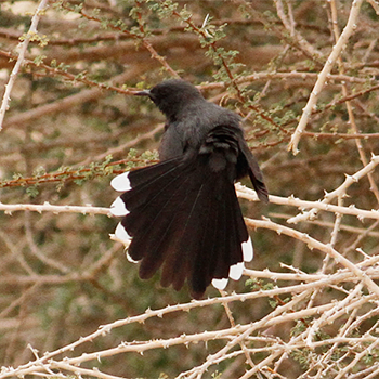 Black Scrub-robin