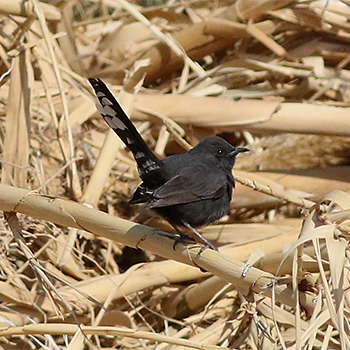 Black Scrub-robin