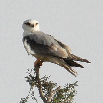 Black-winged Kite