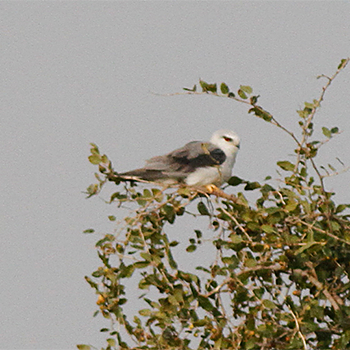 Black-winged Kite