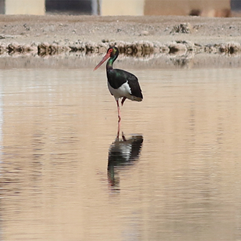 Black Stork