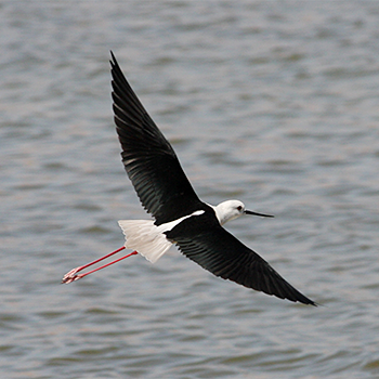 Black-winged Stilt
