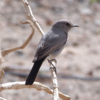 Blackstart