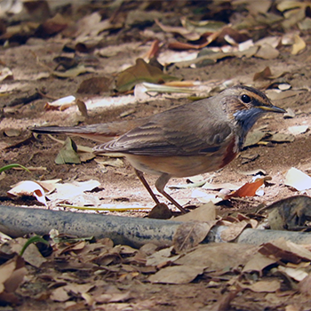 Bluethroat