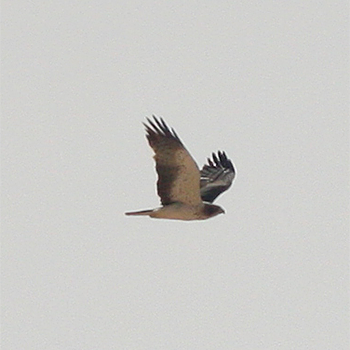 Booted Eagle