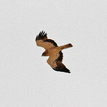 Booted Eagle