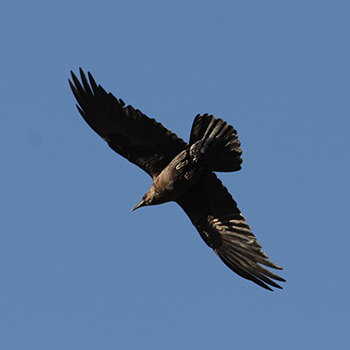Brown-necked Raven