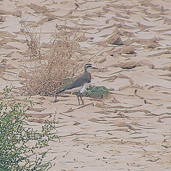 Caspian Plover