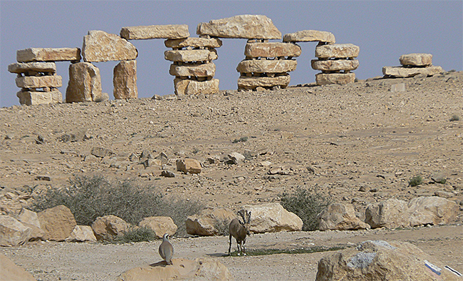 Chukar and Nubian Ibex at Nizzana
