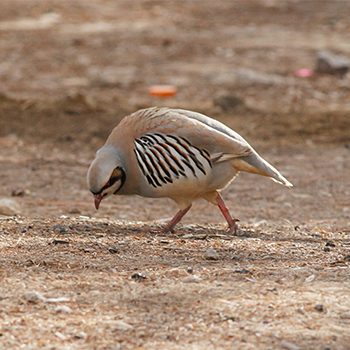 Chukar