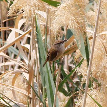 Clamorous Reed Warbler