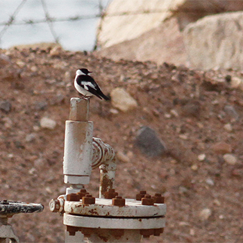 Collared Flycatcher