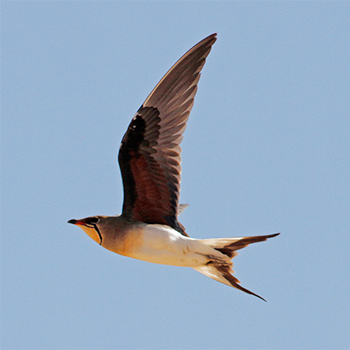 Collared Pratincole