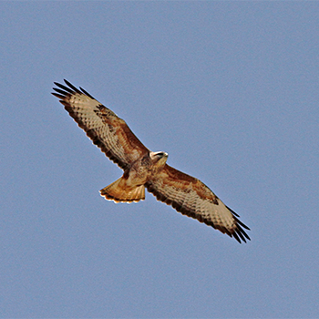 Common (Steppe) Buzzard
