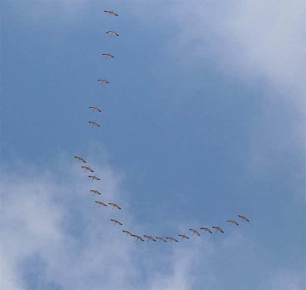 Common Cranes