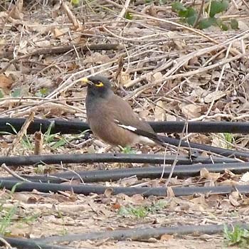 Common Myna