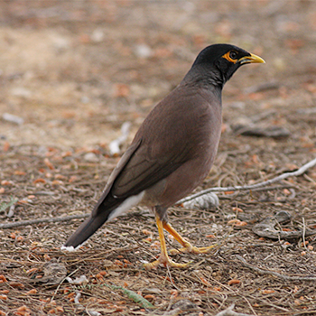 Common Myna