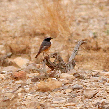 Common (Ehrenberg's) Redstart (<em>samamisicus</em>)