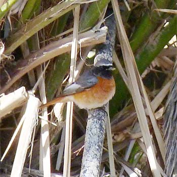 Common (Ehrenberg's) Redstart