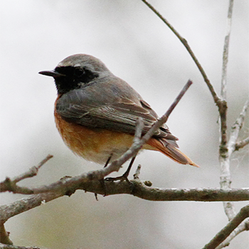 Common Redstart