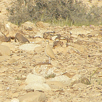 Cream-coloured Courser