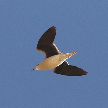 Cream-coloured Courser