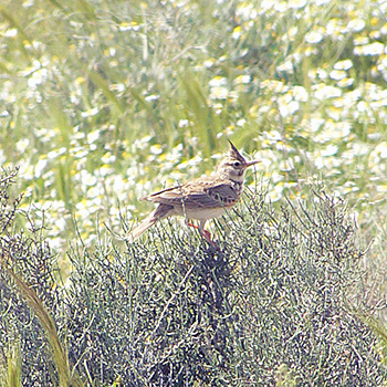 Crested Lark