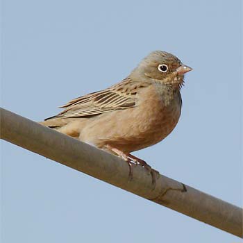 Cretzschmar's Bunting