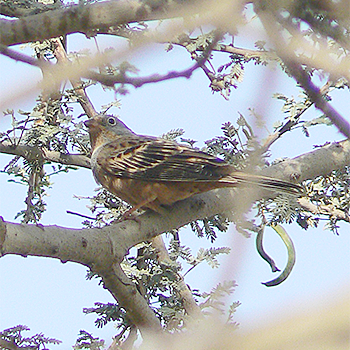 Cretzschmar's Bunting